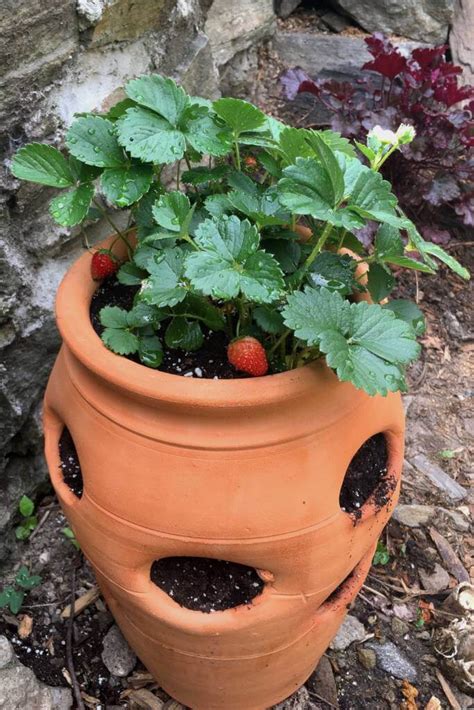 Can I use vinegar on strawberry plants?