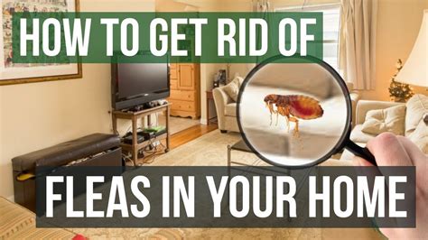 Can I vacuum fleas off my bed?