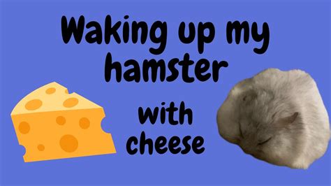 Can I wake my hamster up?