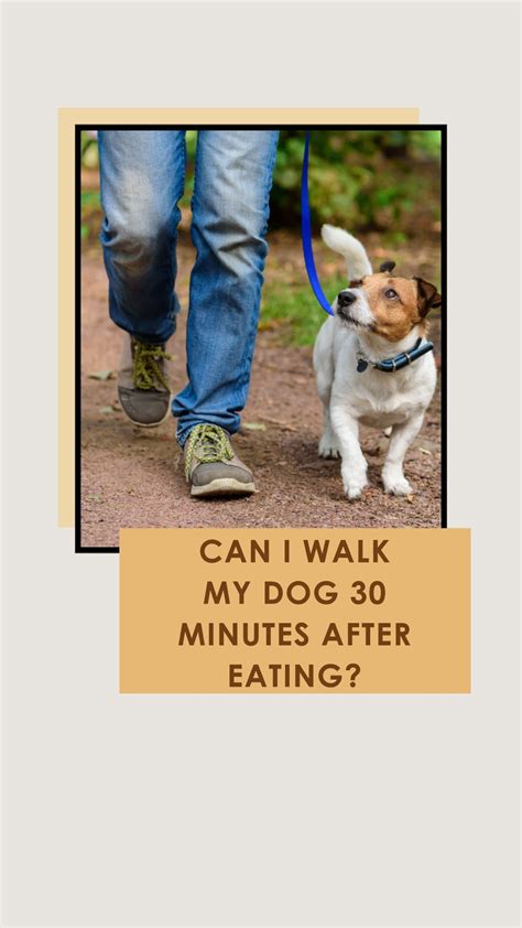 Can I walk my dog 30 minutes after eating?