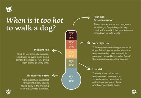 Can I walk my dog in 28 degrees?