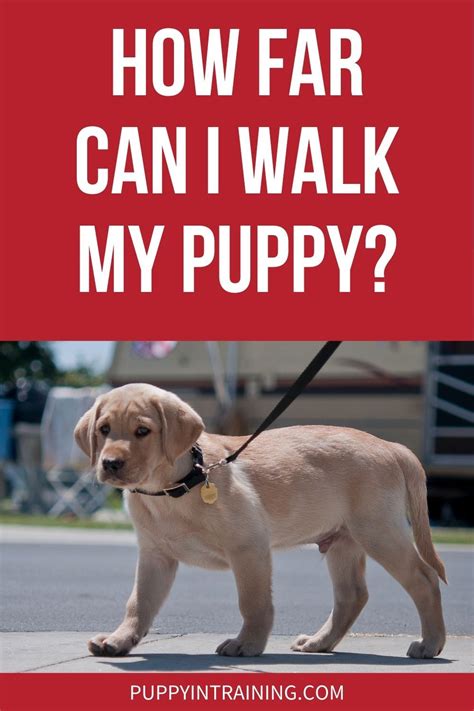 Can I walk my dog in C?