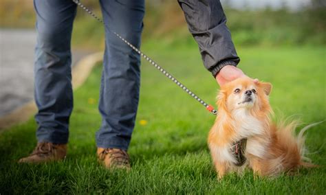 Can I walk my dog when she is in heat?