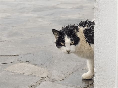 Can I walk past a stray cat?