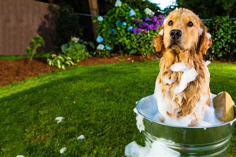 Can I wash my dog with cold water in summer?