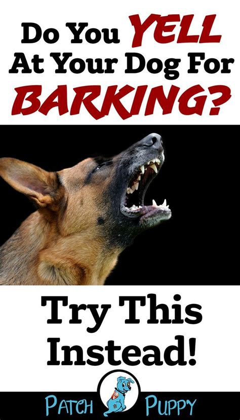 Can I yell at my dog for barking?