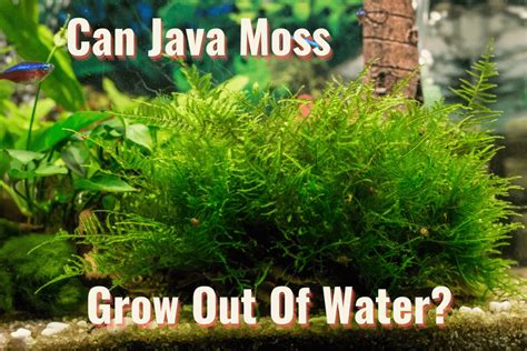 Can Java moss grow without CO2?