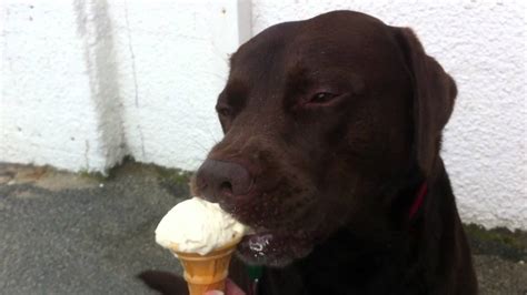 Can Labrador eat ice cream?