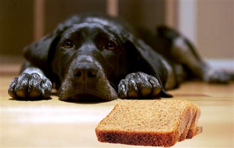 Can Labradors eat bread?