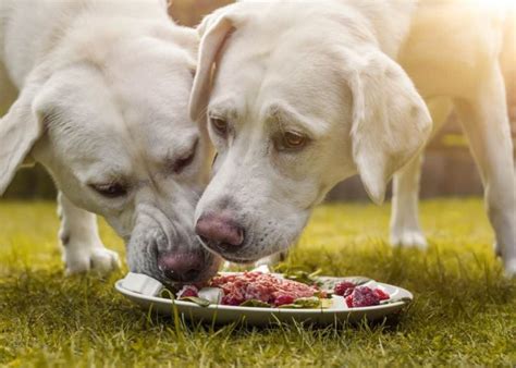 Can Labradors eat once a day?