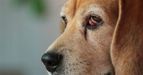 Can Labradors get cherry eye?