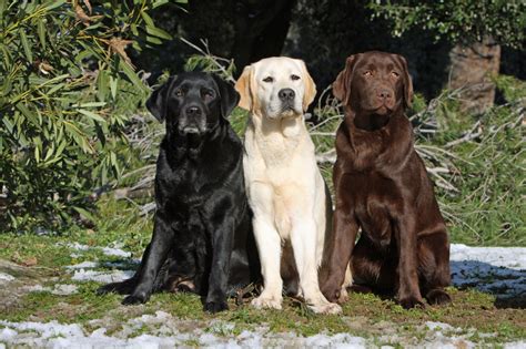 Can Labradors live to 15?