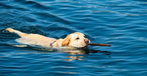 Can Labradors swim?