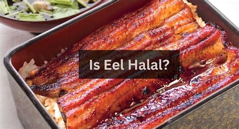 Can Muslims eat eel?