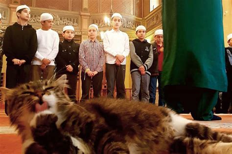 Can Muslims keep cats?