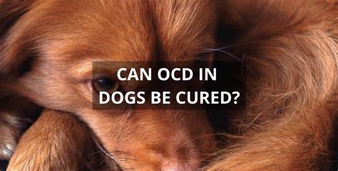 Can OCD in dogs be cured?