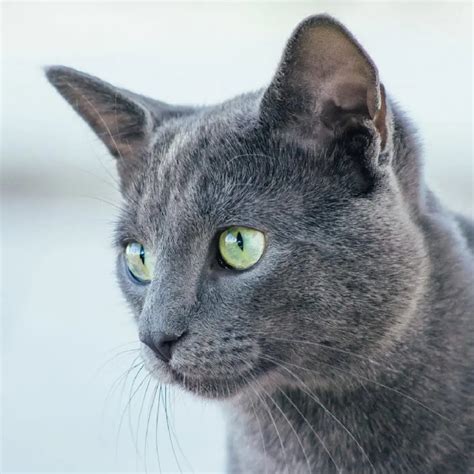 Can Russian Blue be left alone?