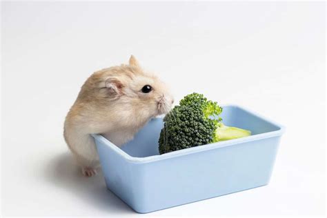 Can Russian hamsters eat broccoli?