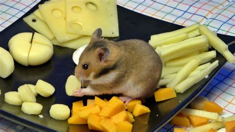 Can Russian hamsters eat cheese?