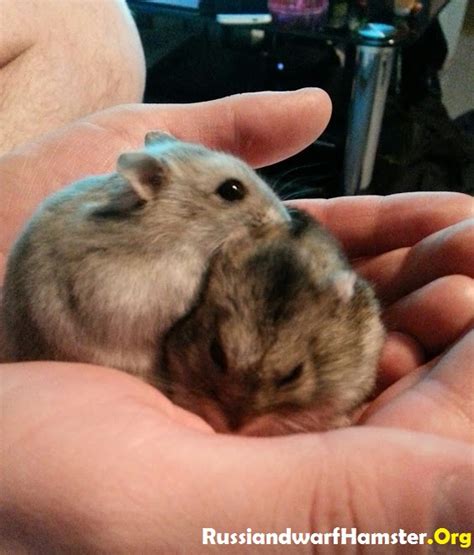 Can Russian hamsters live together?