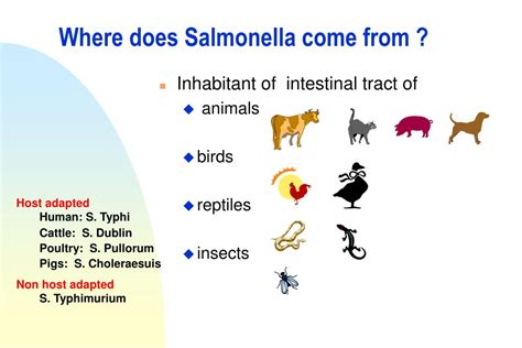Can Salmonella come and go?