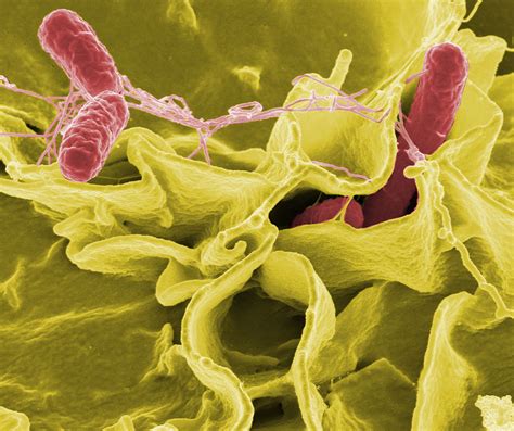 Can Salmonella return?