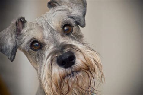 Can Schnauzers live 20 years?