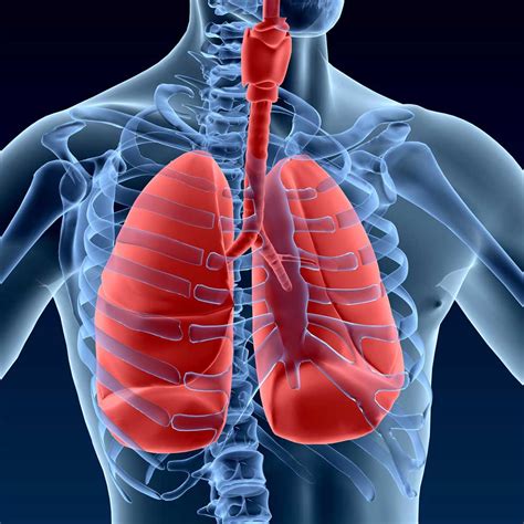 Can Steam improve lungs?