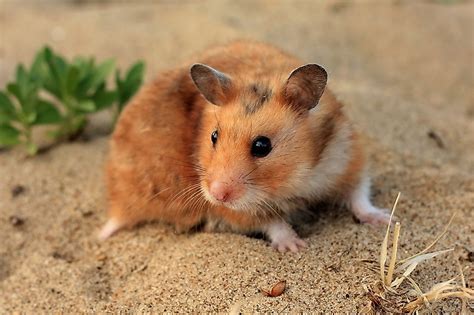 Can Syrian hamsters get too cold?