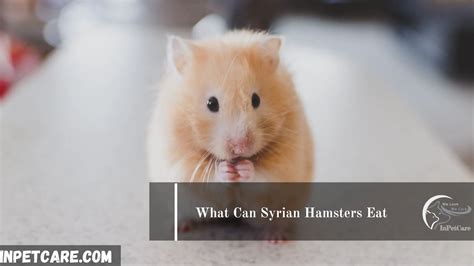 Can Syrian hamsters overheat?