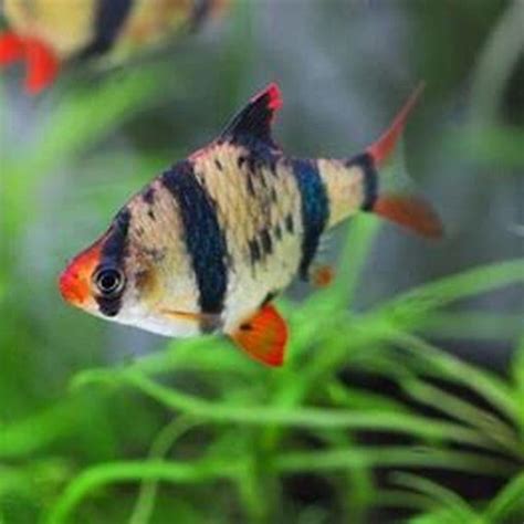 Can Tiger Barb live with goldfish?