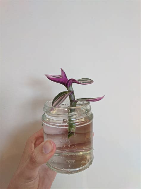 Can Tradescantia be propagated in water?