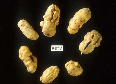 Can Viroids infect potatoes?
