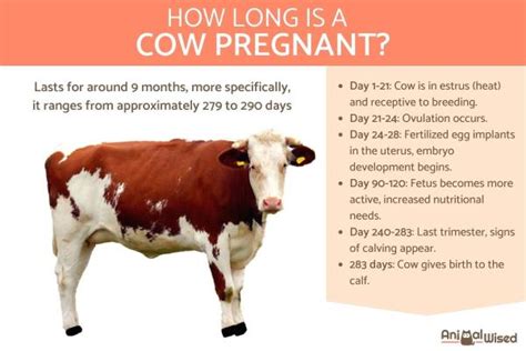 Can a 10 month old heifer get pregnant?