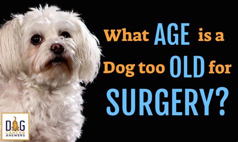 Can a 10 year old dog survive surgery?