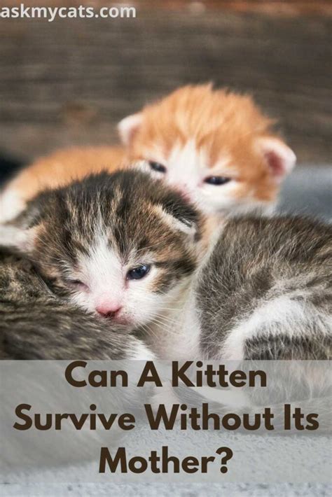 Can a 2 day old kitten survive without its mother?