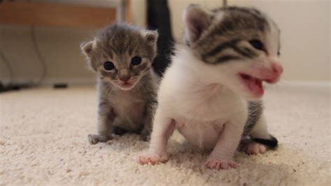 Can a 2 week old kitten survive without its mother?