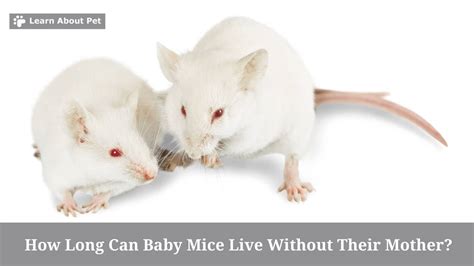 Can a 2 week old mouse survive without its mother?