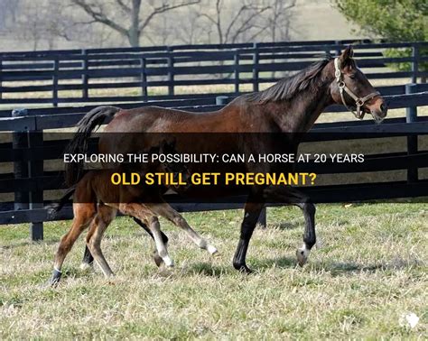 Can a 23 year old horse get pregnant?