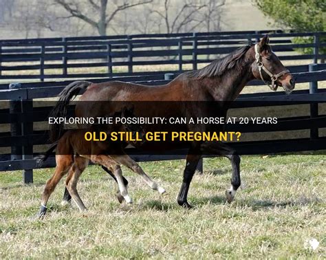 Can a 24 year old horse get pregnant?