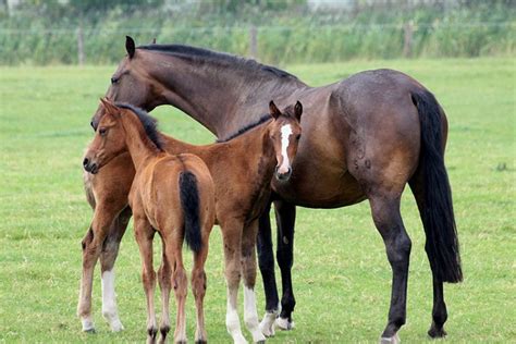 Can a 24 year old mare have a foal?