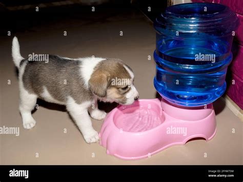 Can a 3 week old puppy drink water?