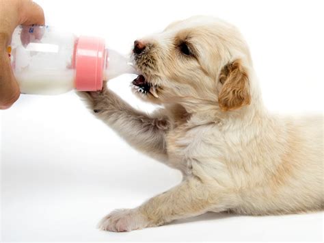 Can a 4 week old puppy drink whole milk?