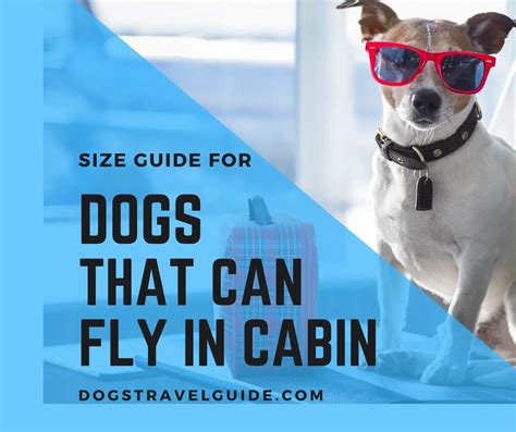 Can a 50 lb dog fly in cabin?