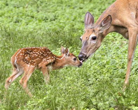 Can a DOE have 4 fawns?