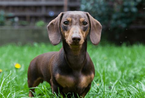 Can a Dachshund live for 20 years?