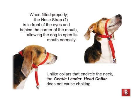 Can a Gentle Leader hurt a dogs neck?