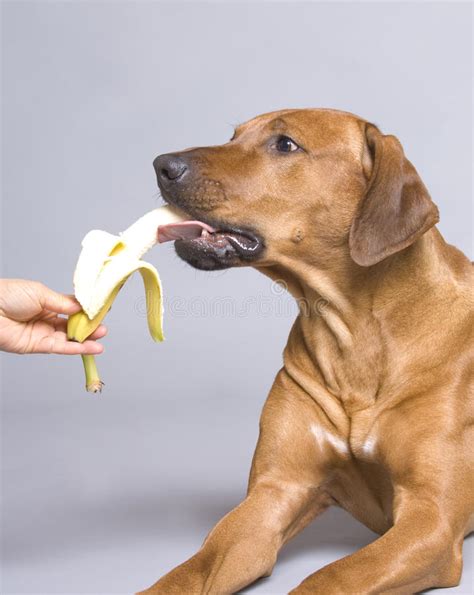 Can a Labrador eat banana?