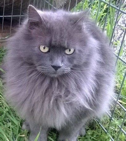 Can a Russian Blue cat have long hair?