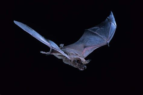 Can a bat fly faster than a bird?
